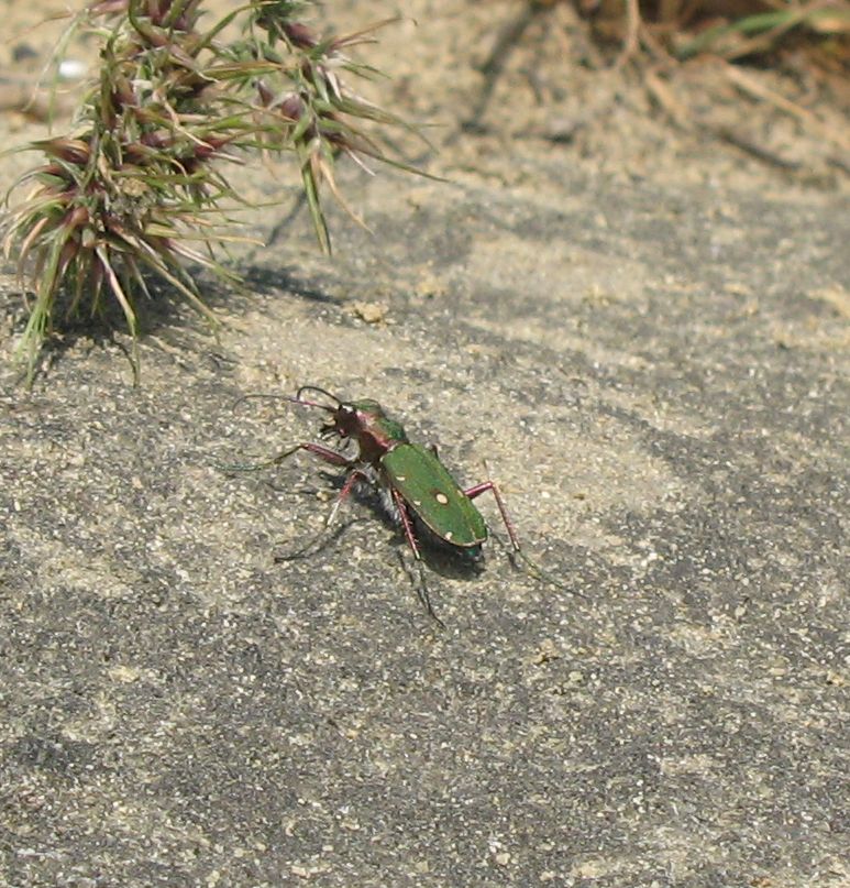 Polydrusus marginatus, Meligethes sp. e Cicindela campestris
