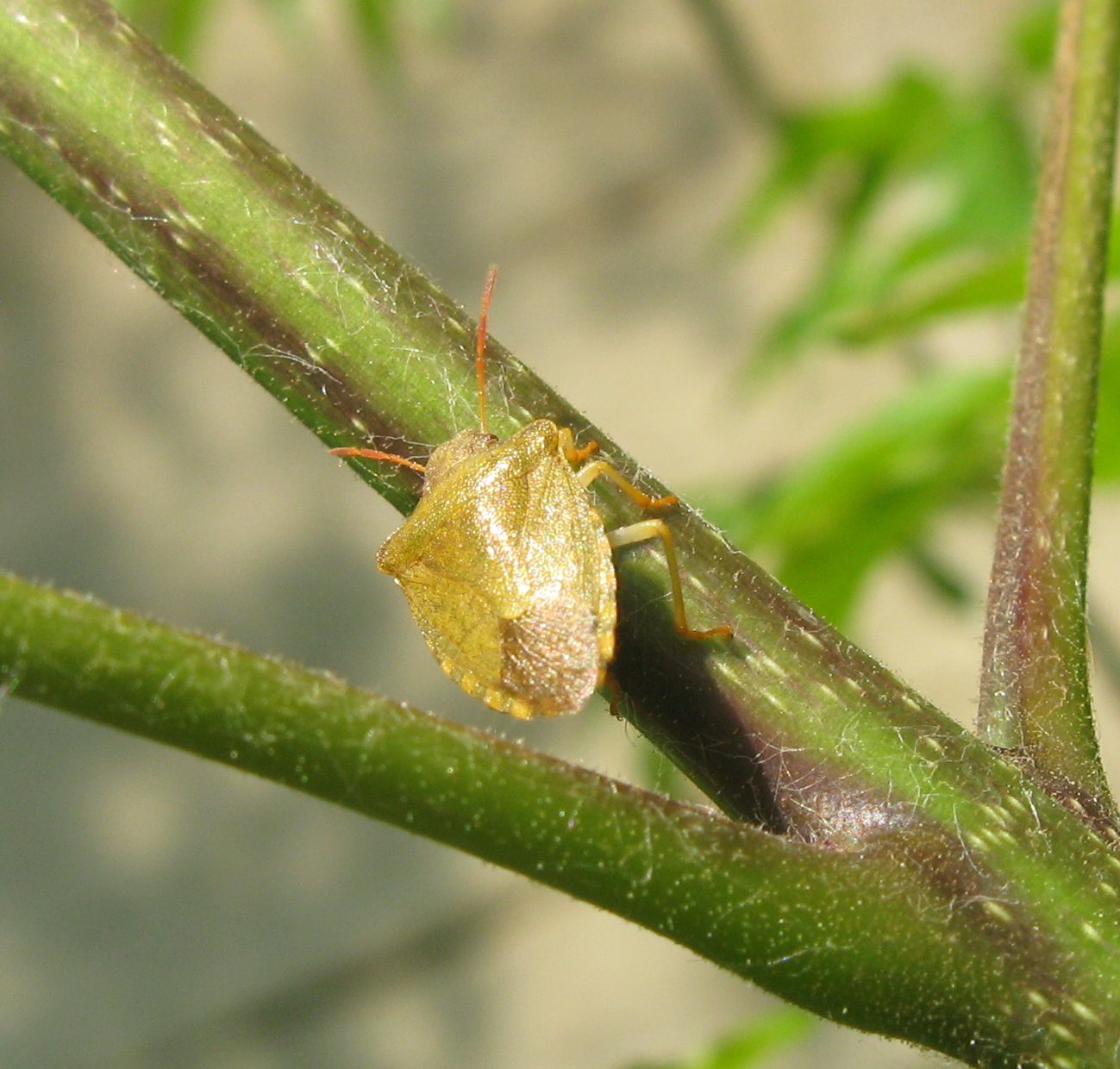 Pentatomidae: Holcostethus strictus dell''Emilia