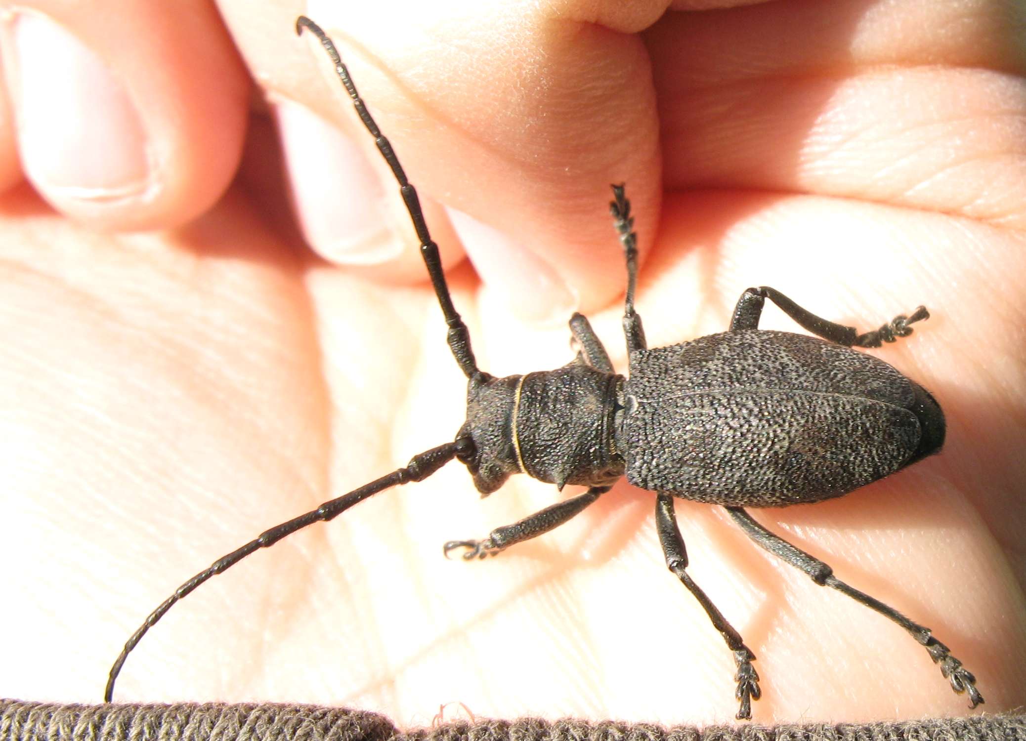 Coleotteri faentini