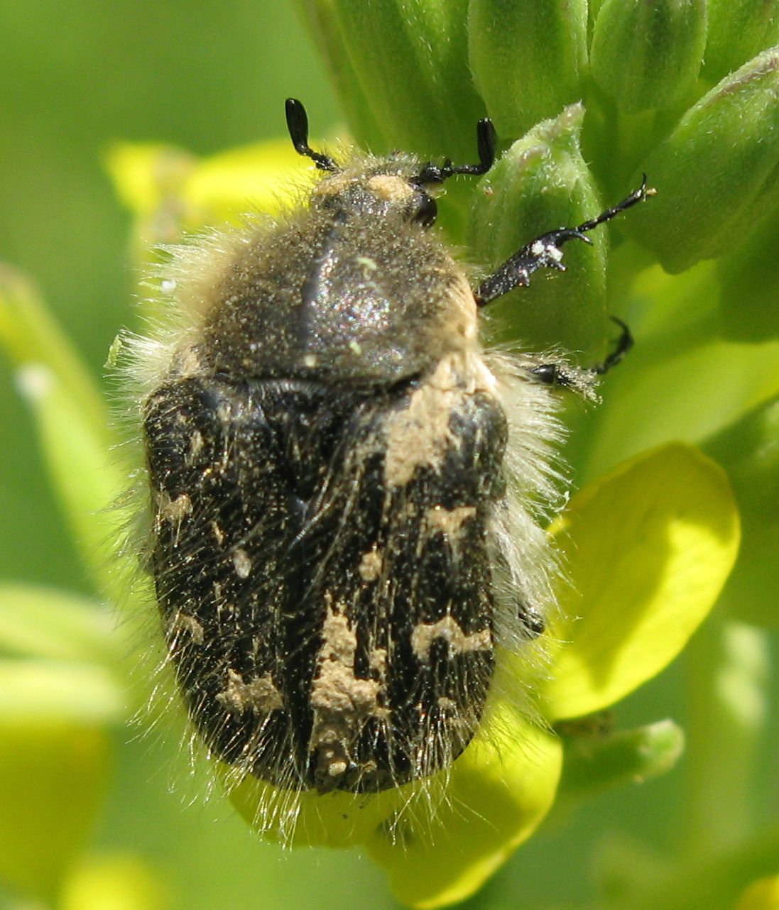 Coleotteri faentini