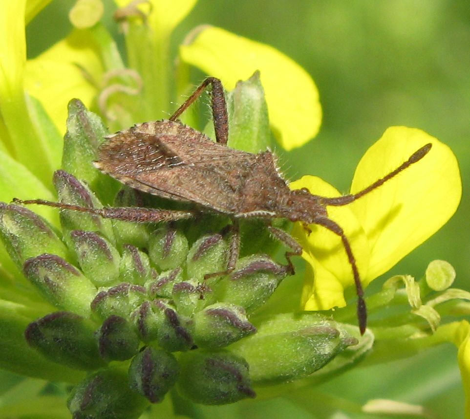 Coreidae: Coriomeris hirticornis dell''Emilia