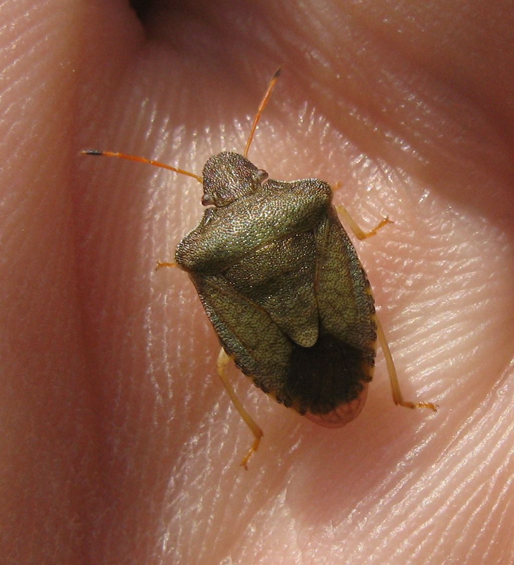 Pentatomidae: Holcostethus strictus dell''Emilia
