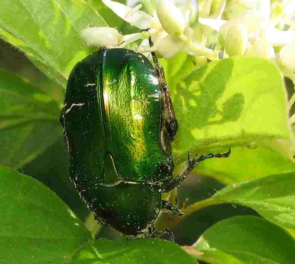 Cetonia aurata pisana del Bolognese