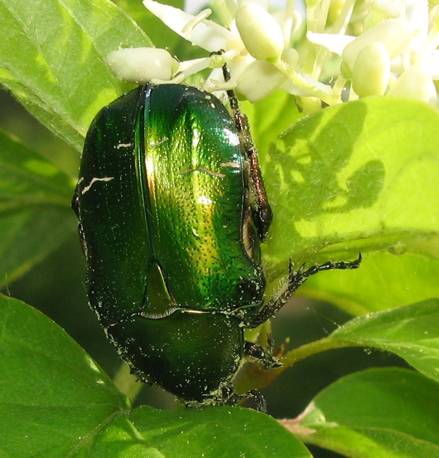 Cetonia aurata pisana del Bolognese