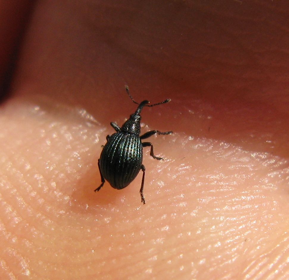 Coleottero Apionidae?