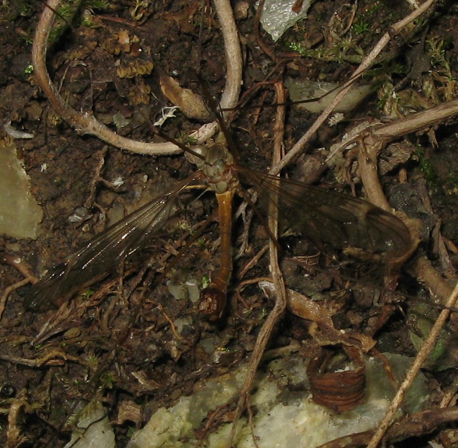 Tipule in accoppiamento