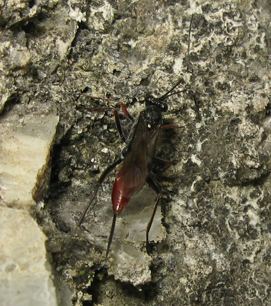 Formicidae, Ichneumonidae, Tenthredinidae, Nomada sp.