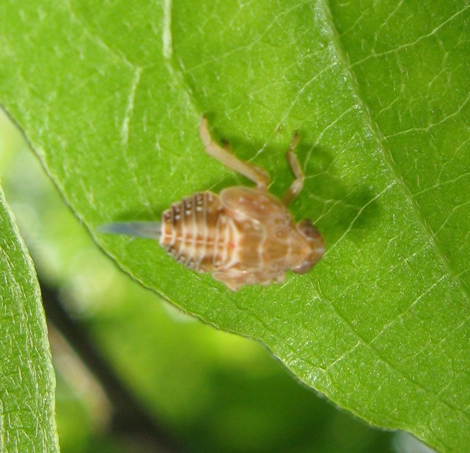 Giovane Issidae?