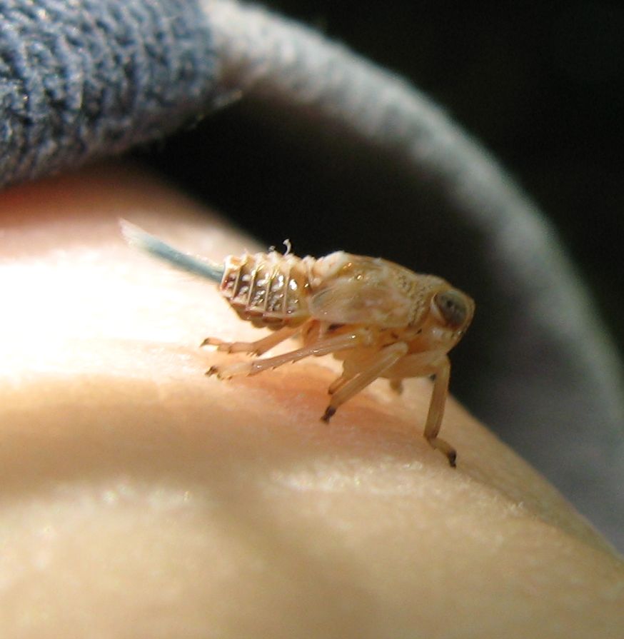 Giovane Issidae?
