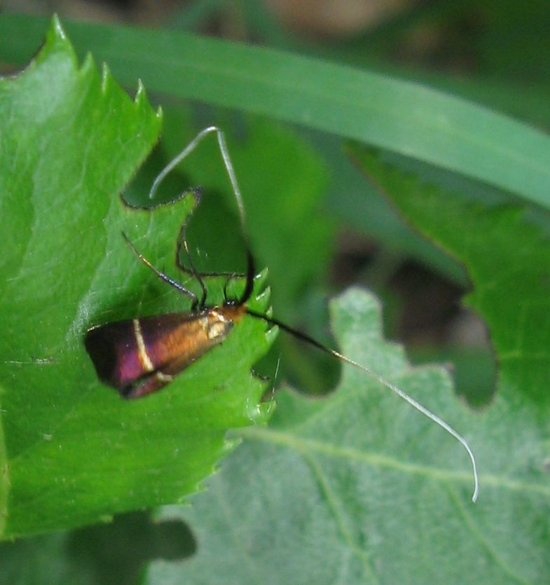 Due Adelidae