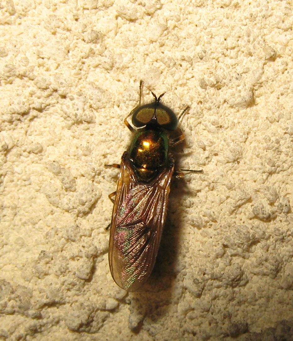 Mosca notturna: Chloromyia formosa M (Stratiomyidae)