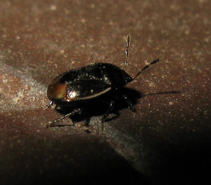 Cydnidae,  Legnotus sp.