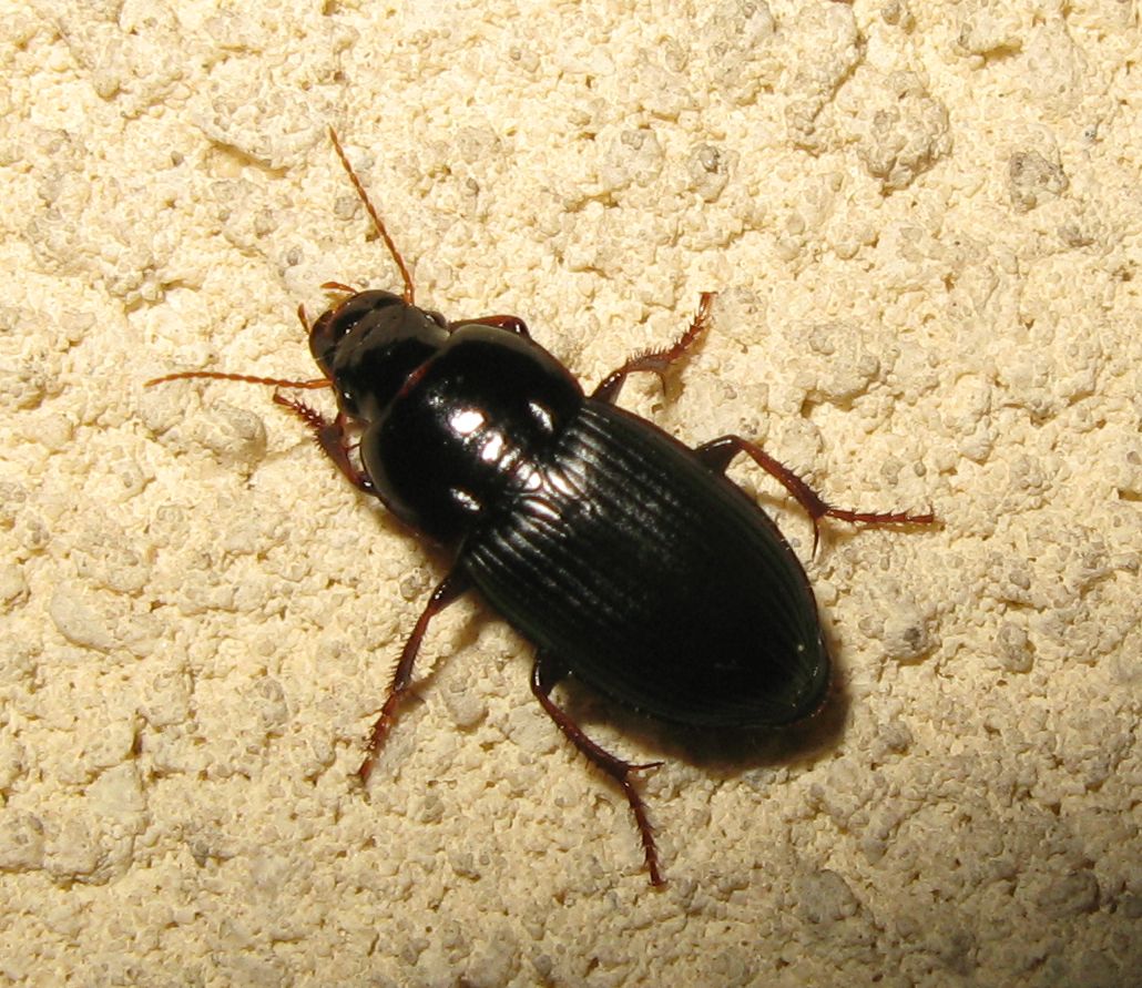 Carabidae: Harpalus tardus