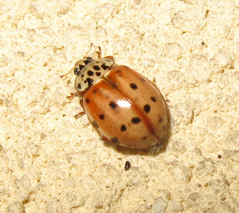 Coccinella...