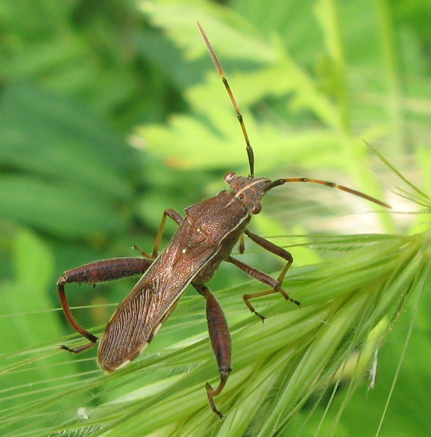 Camptopus lateralis e Gonocerus acuteangulatus nel Bolognese