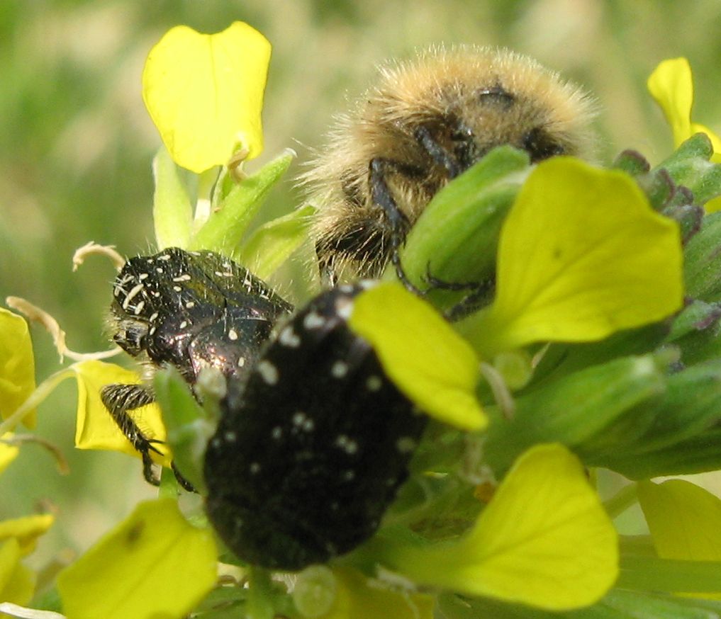 Tropinota hirta insieme a Oxythyrea funesta?