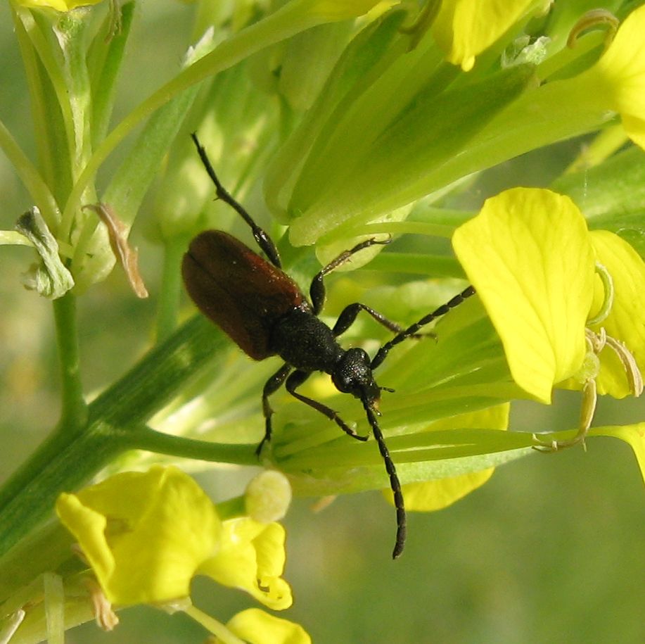 Rhagonycha nigripes?? No; Rhagonycha cf. femoralis