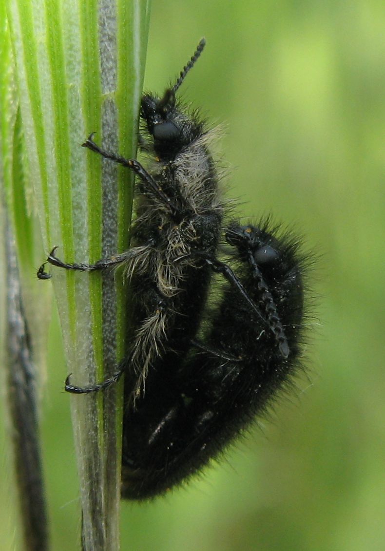 Enicopus pilosus?