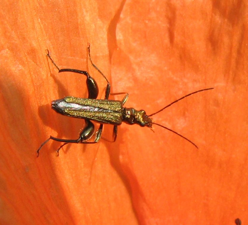 Maschio di Oedemera flavipes