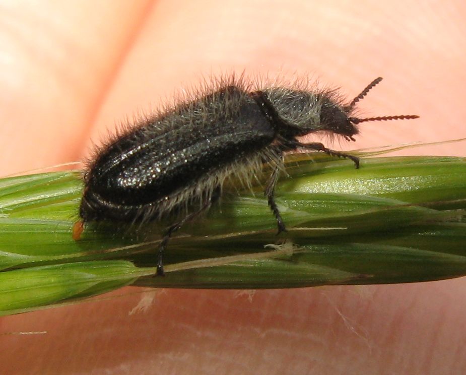 Enicopus pilosus?