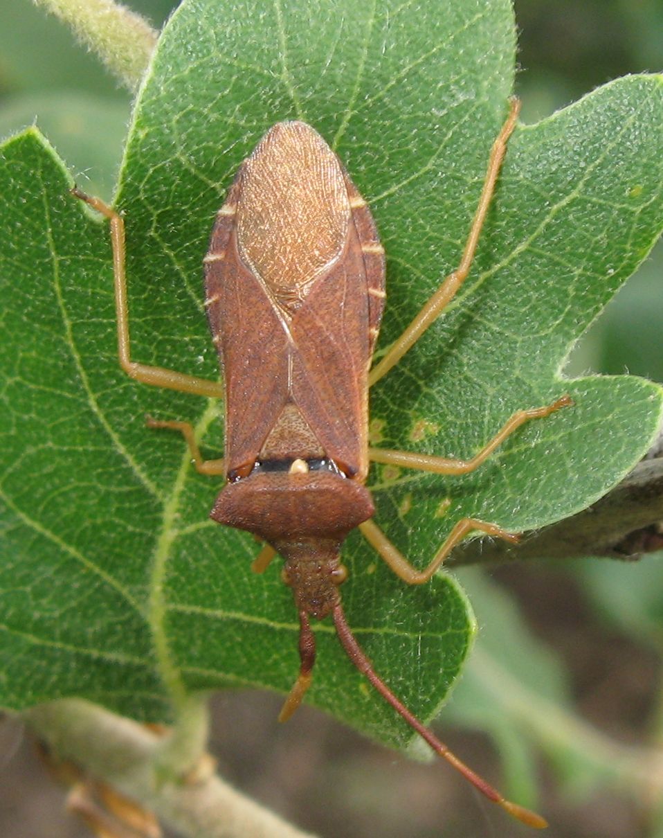 Camptopus lateralis e Gonocerus acuteangulatus nel Bolognese