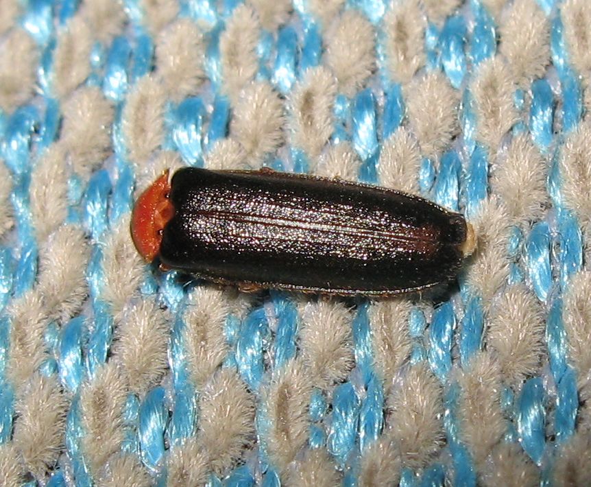 Lampyridae: Luciola lusitanica, ora L. pedemontana