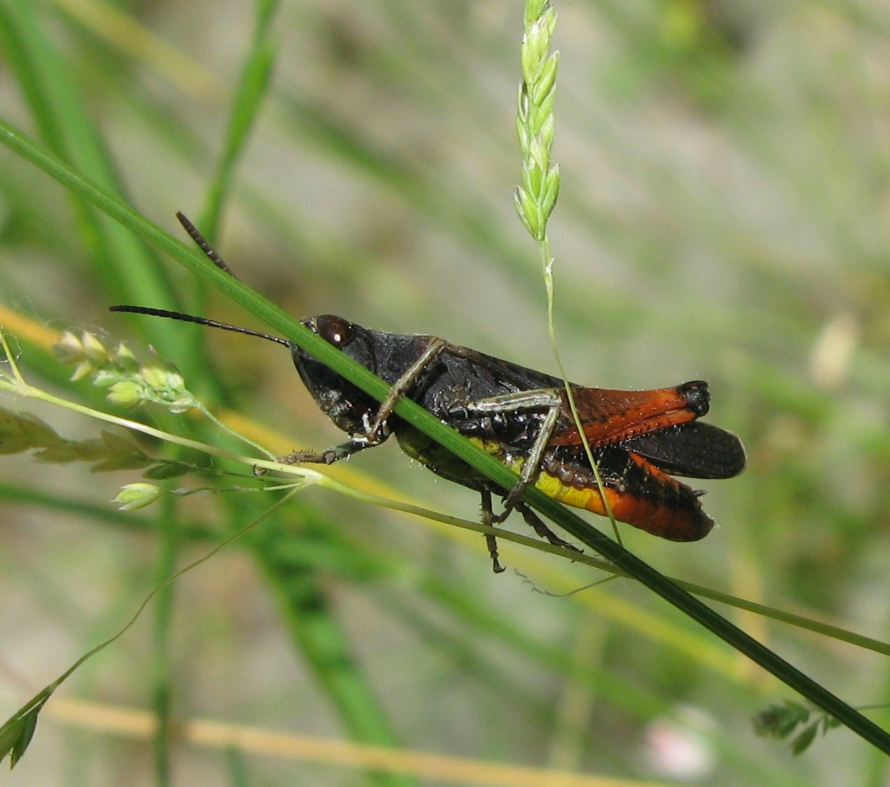 Maschio di Omocestus rufipes