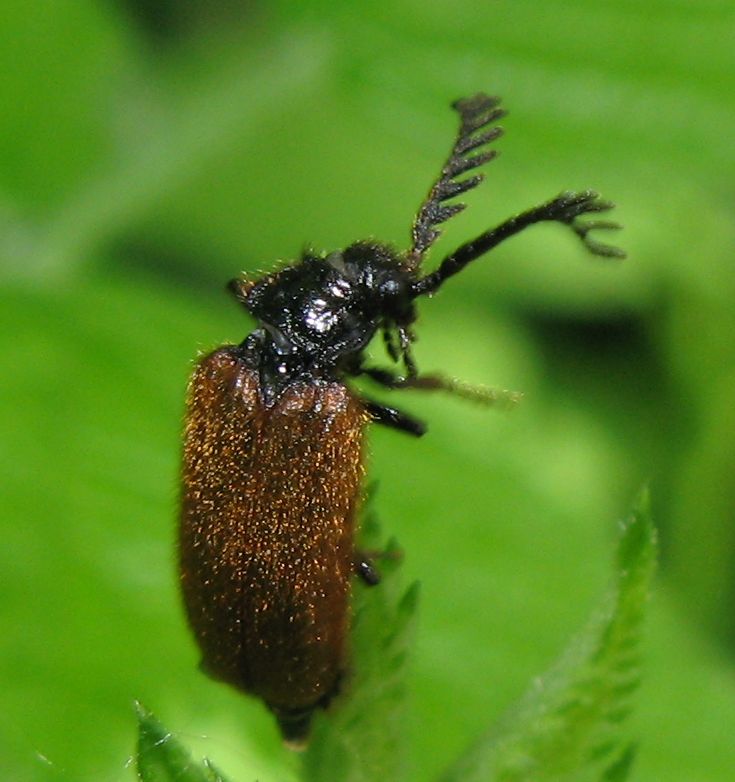 Coleottero da identificare... Drilus flavescens