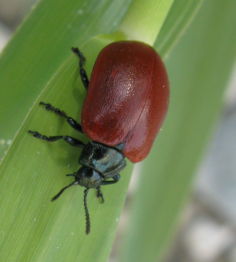 Chrysomela populi