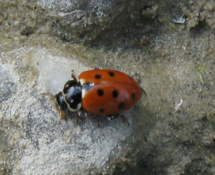 Due coccinelle