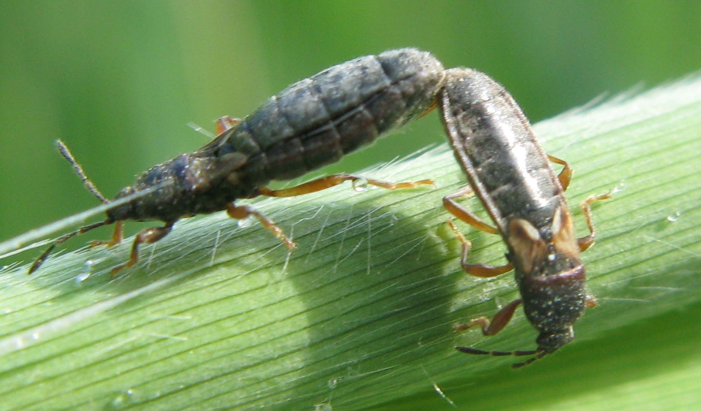 Orgia di Lygaeidae: Dimorphopterus sp. del Bolognese