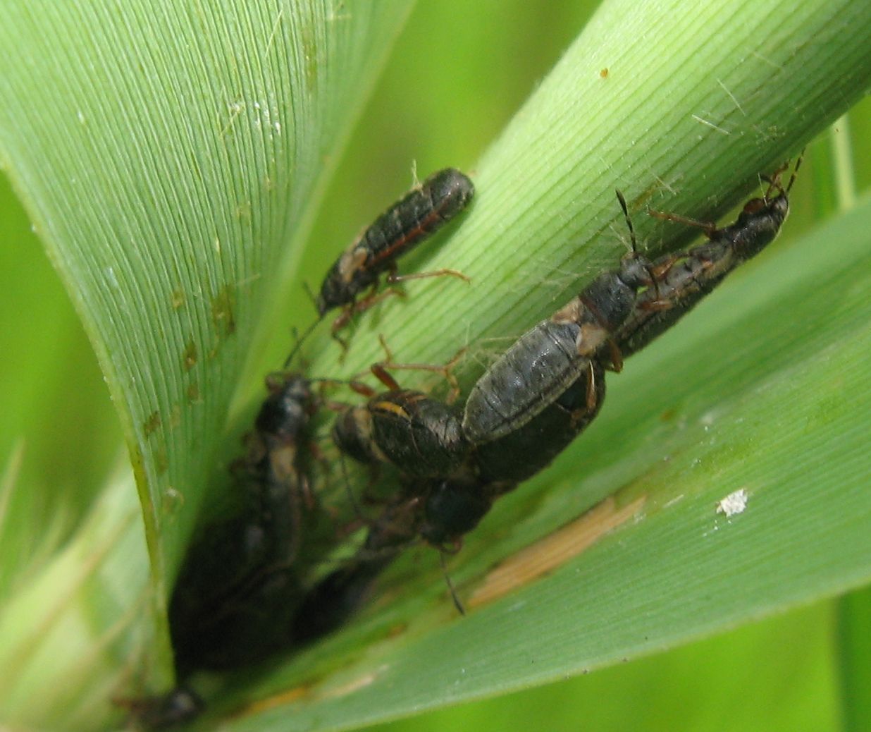 Orgia di Lygaeidae: Dimorphopterus sp. del Bolognese