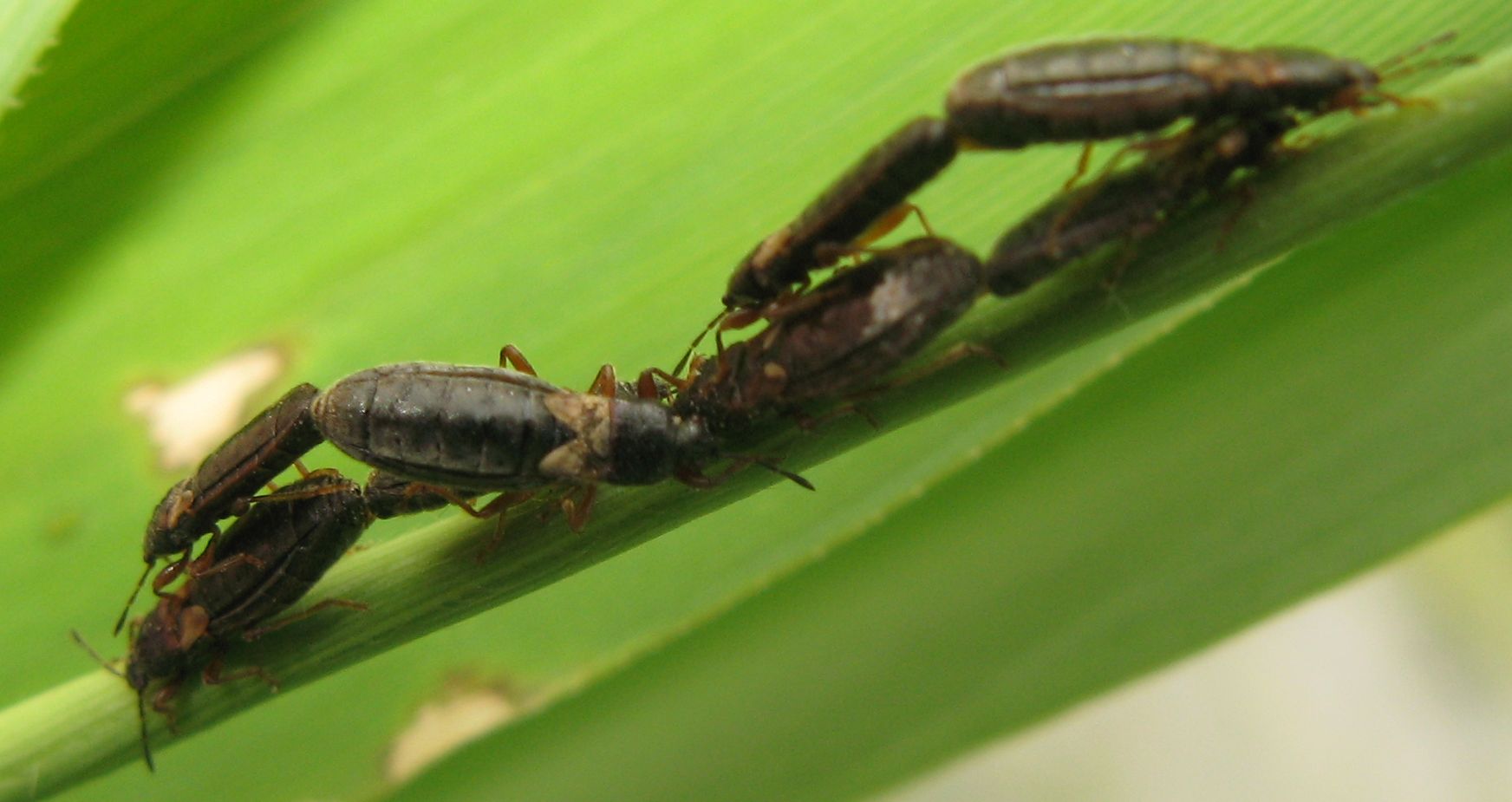 Orgia di Lygaeidae: Dimorphopterus sp. del Bolognese