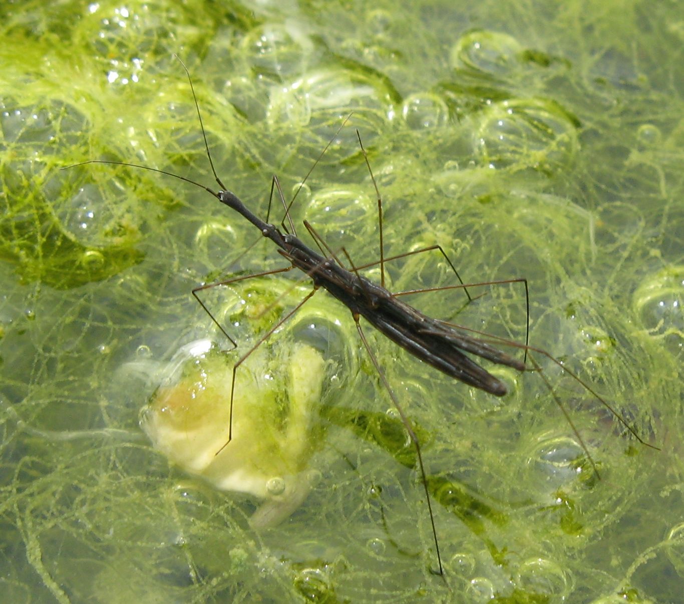 Accoppiamento di Hydrometra stagnorum