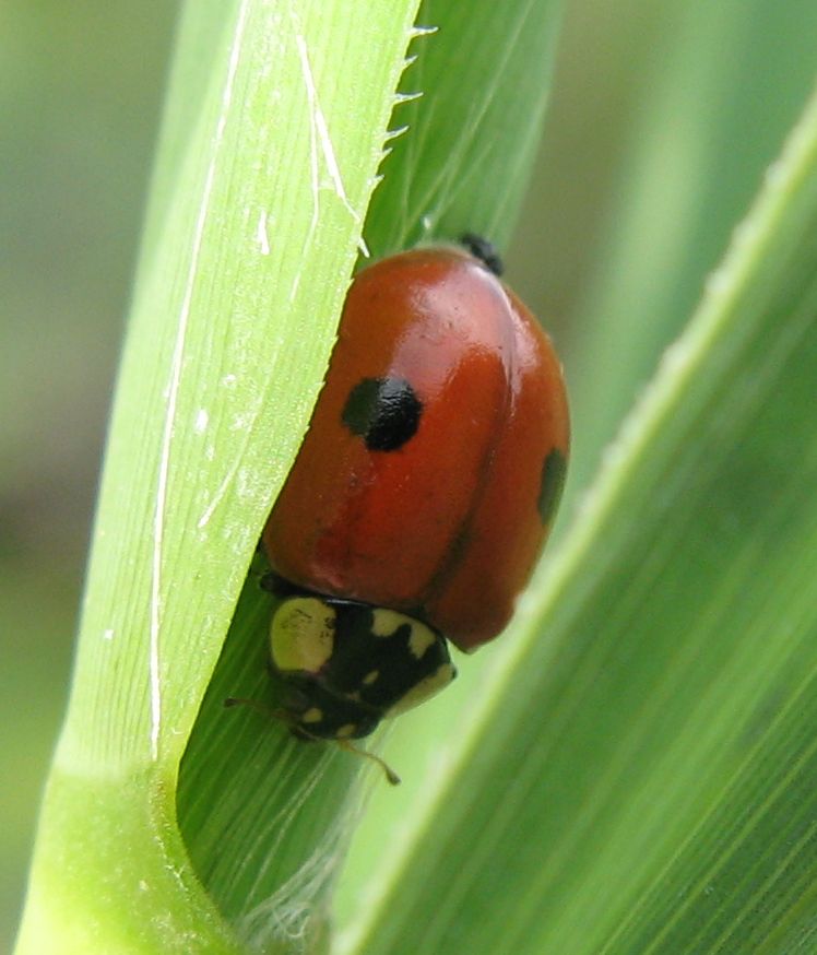 Due coccinelle