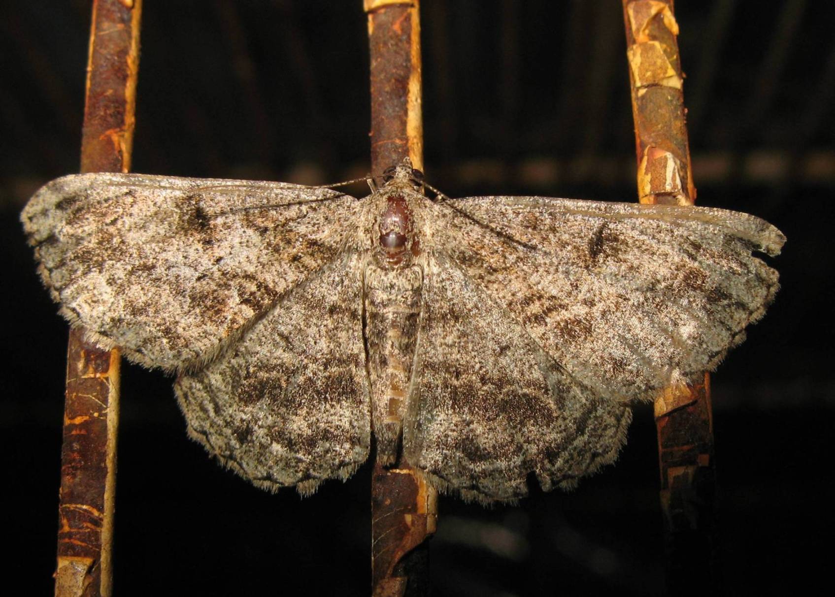 Notturna da identificare