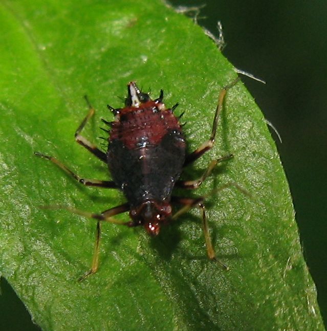 Questo proprio non so cosa sia... Deraeocoris cf. ruber
