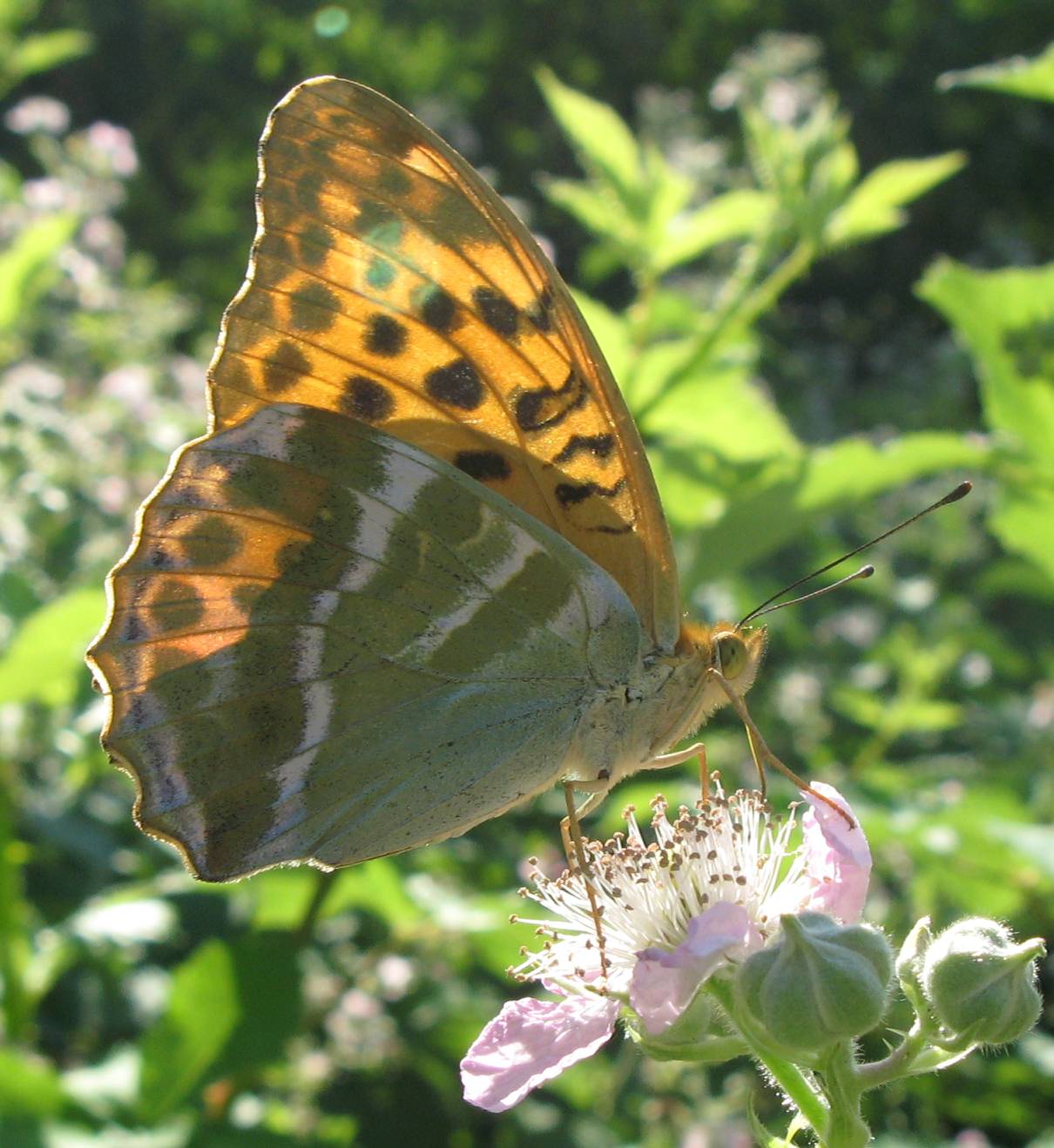 Diurna da identificare - Argynnis paphia