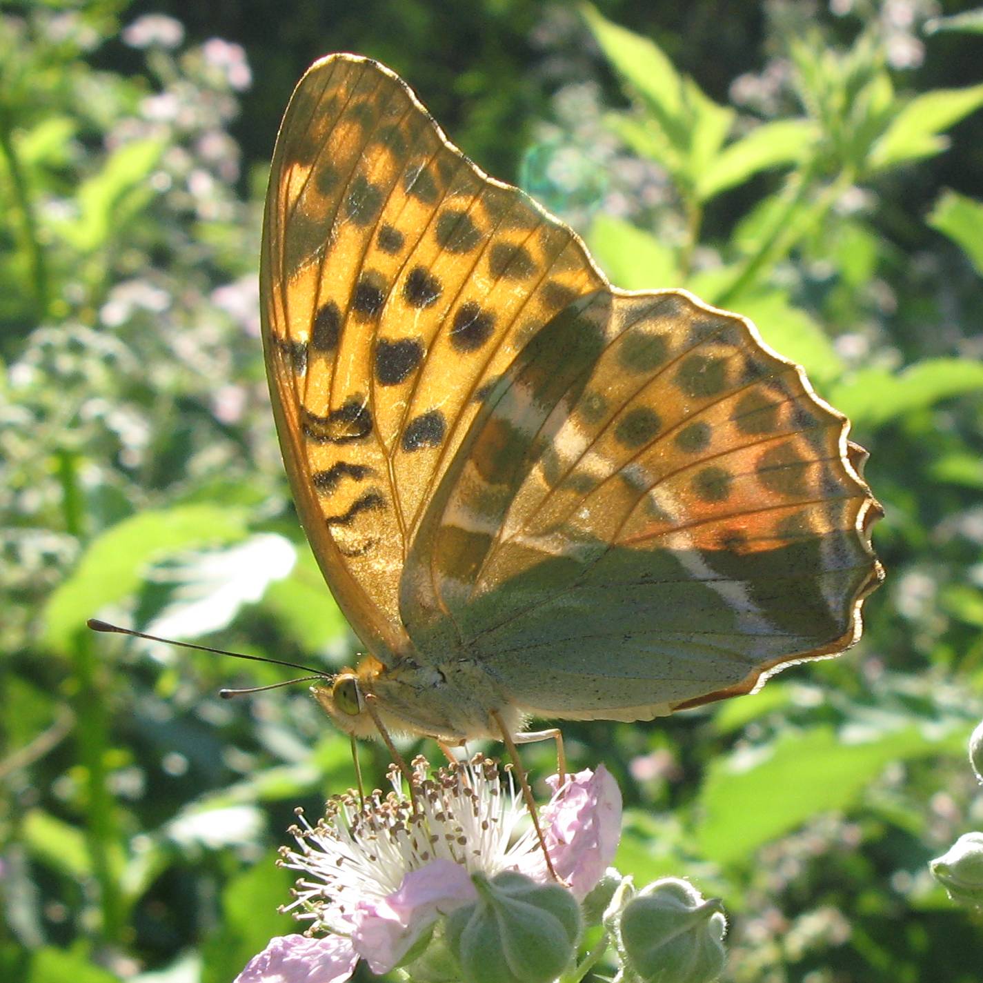 Diurna da identificare - Argynnis paphia