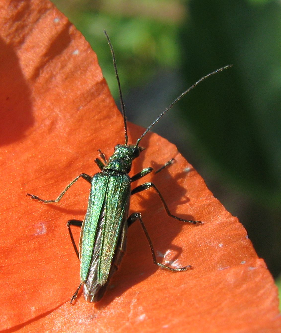 Oedemera gruppo virescens?