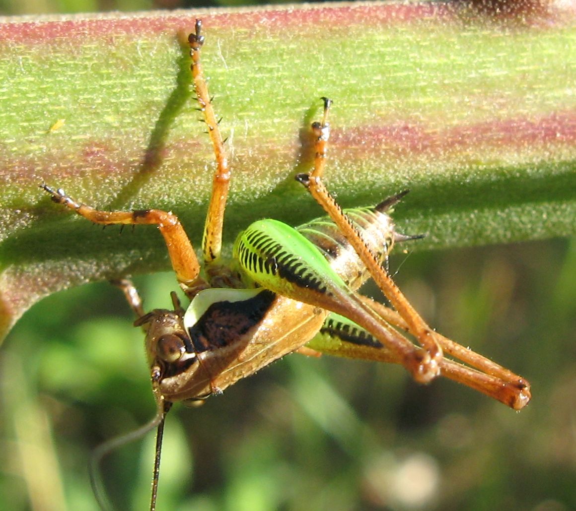 Ninfe di Eupholidoptera