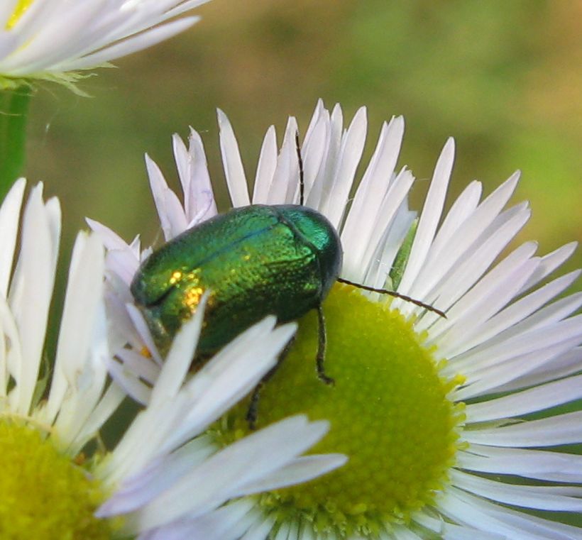 Piccolo e verde, pi grande e 