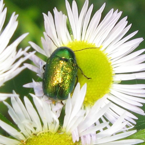 Piccolo e verde, pi grande e 