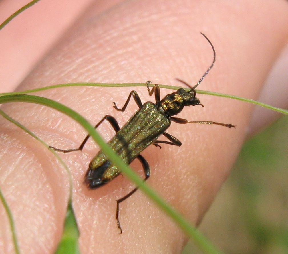 Oedemera gruppo virescens?