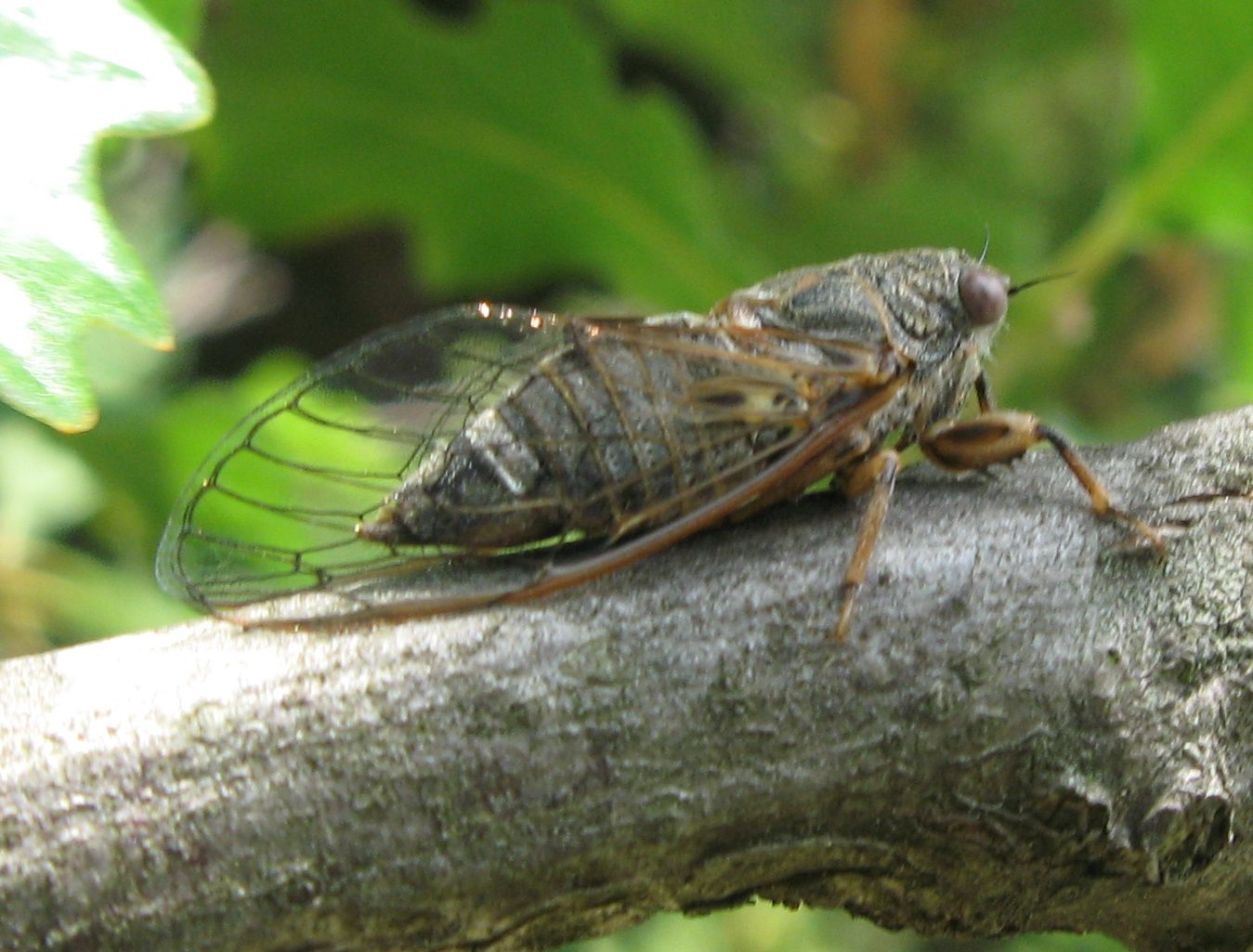 Le mie prime cicale!!! Cicadetta cf. montana complex