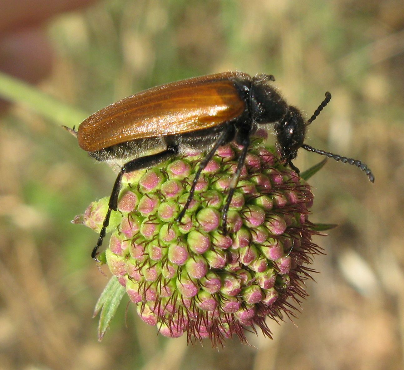 Anastrangalia sanguinolenta? Lydus trimaculatus