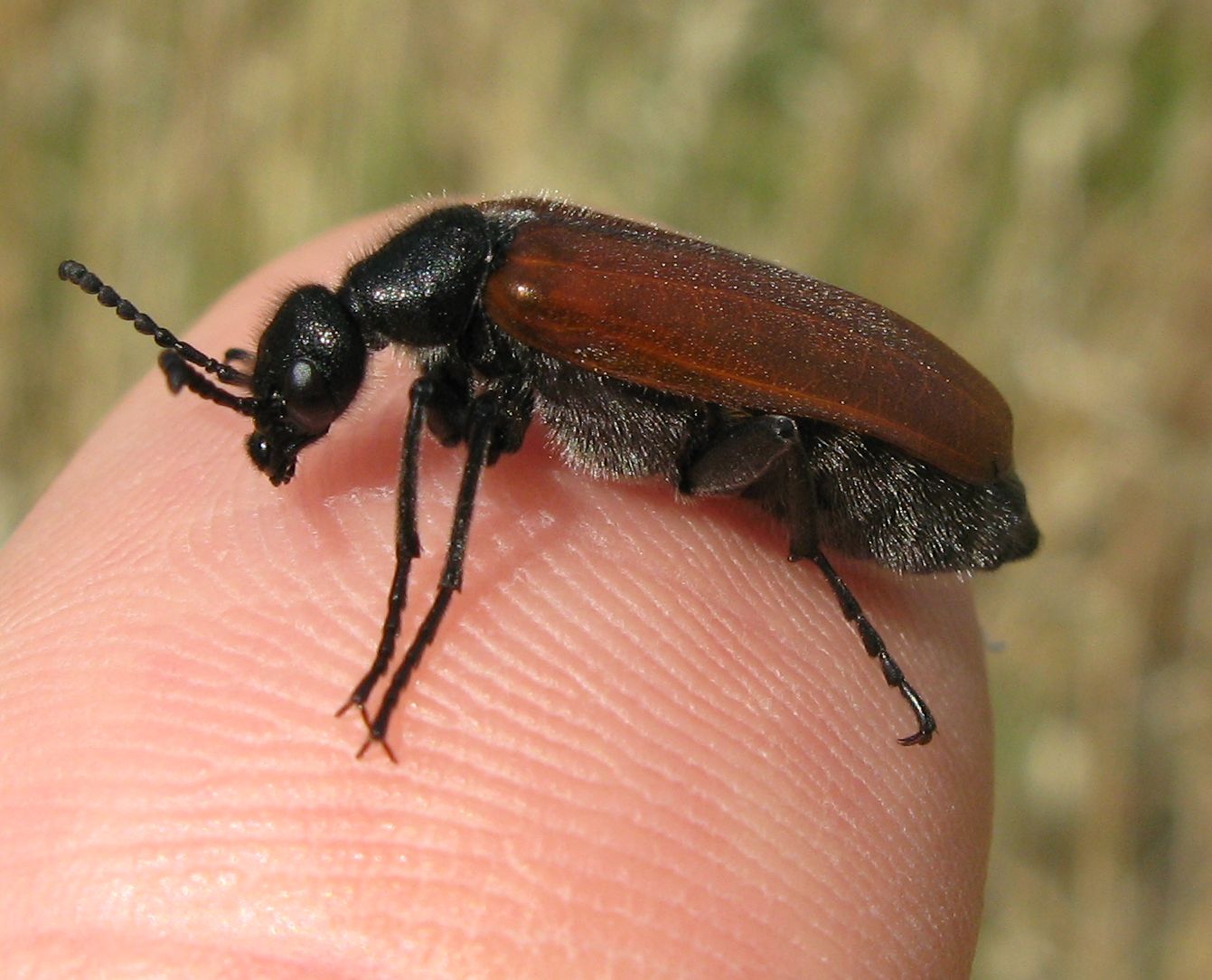 Anastrangalia sanguinolenta? Lydus trimaculatus