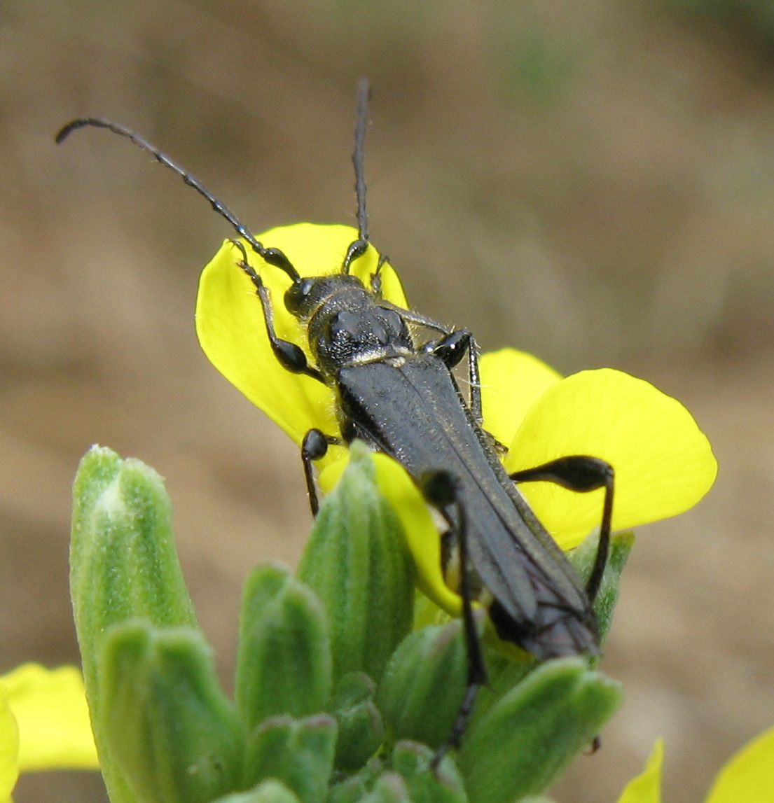 Coleotteri di stamattina!