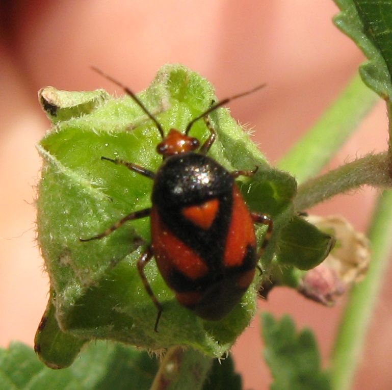 Due Miridae del Parco dei Gessi bolognesi
