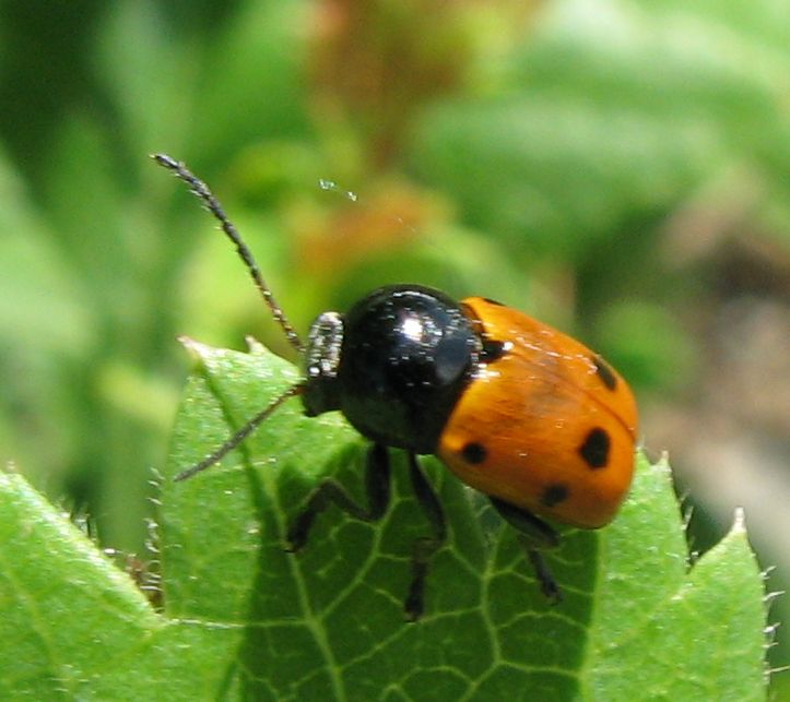 Coleotteri di stamattina!